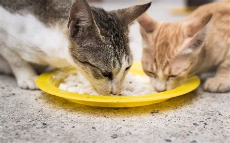 Can cats eat white rice - July 8, 2022 by Jack Y.M. Cats are obligate carnivores, meaning that their diet must consist primarily of meat. However, this does not mean that cats cannot eat other things, including rice. While rice is not a natural part of a cat’s diet, it is not harmful to …